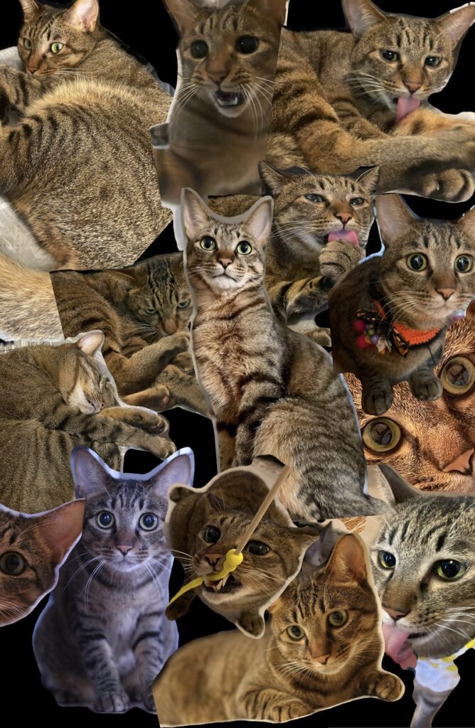 【2024,11,15】犬猫展しています。17日まで。 IMG 6532 668x1024