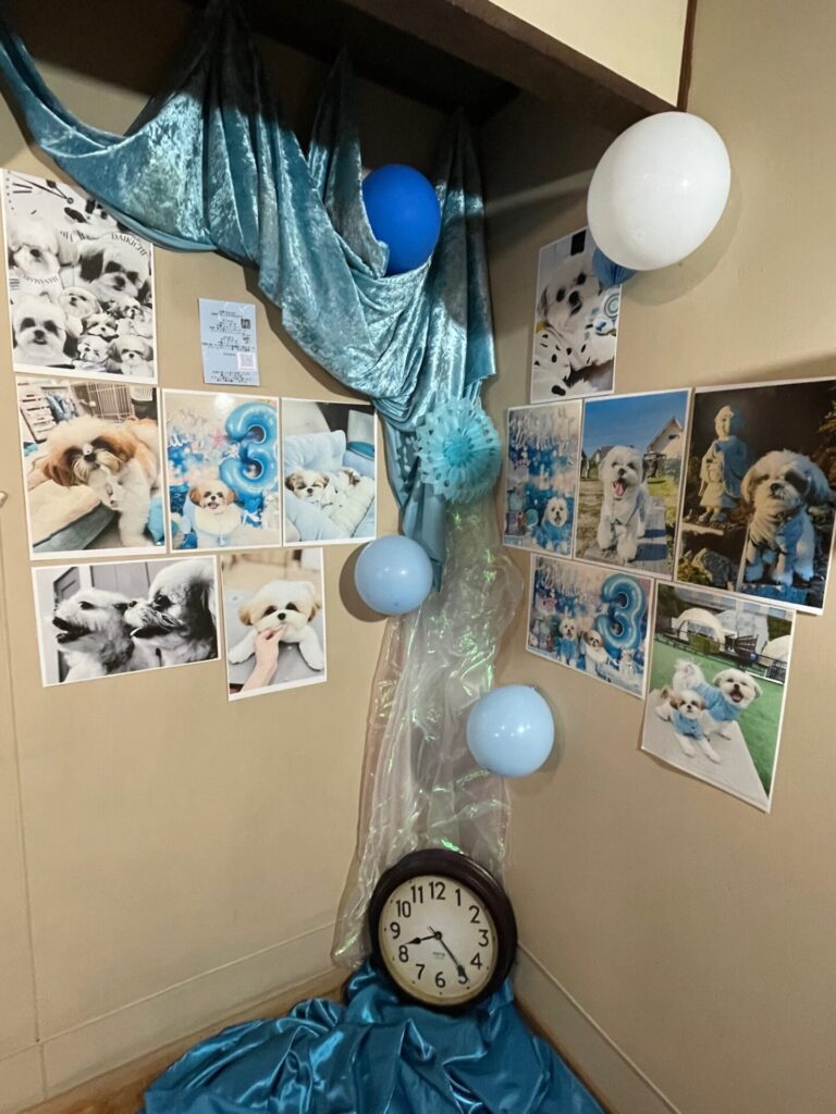 【2024,11,15】犬猫展しています。17日まで。 IMG 8469 768x1024