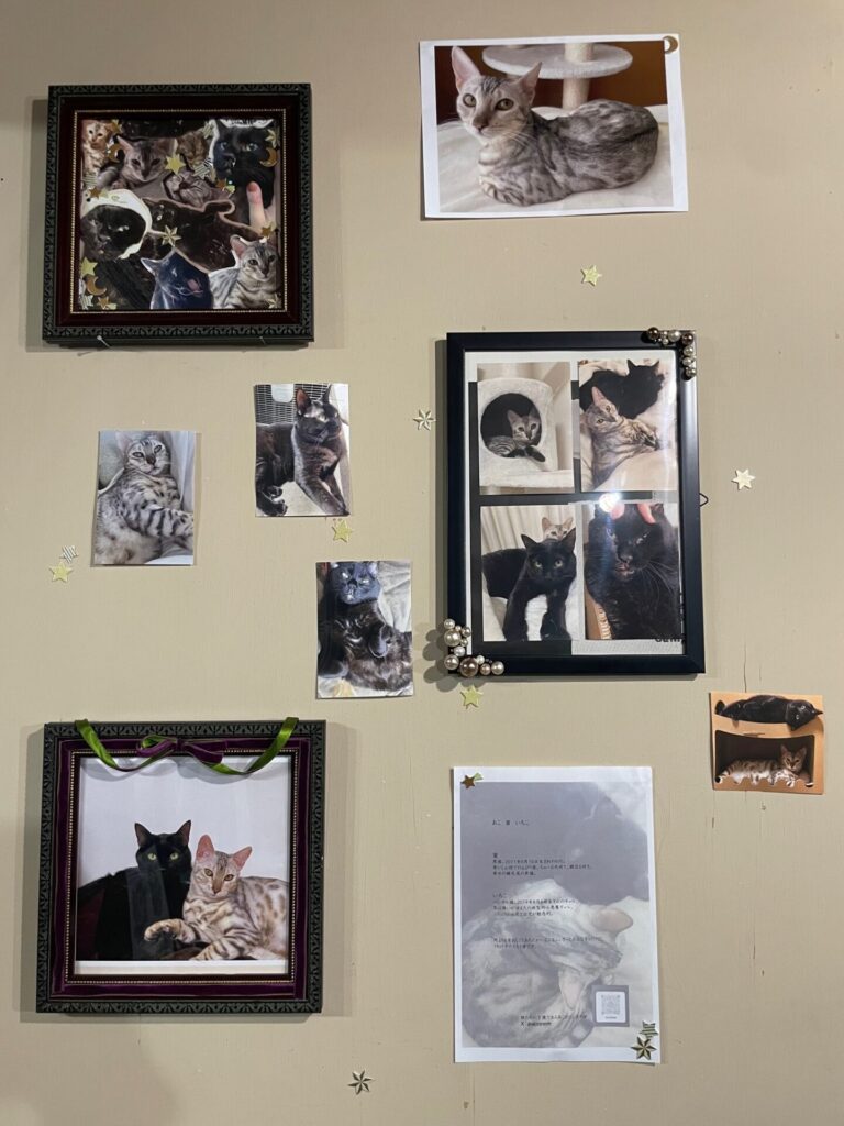 【2024,11,15】犬猫展しています。17日まで。 IMG 8514 768x1024