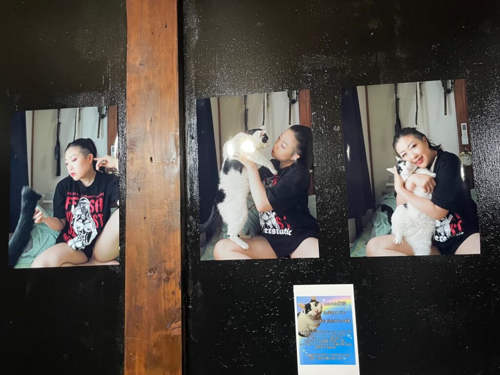 【2024,11,15】犬猫展しています。17日まで。 IMG 8525 1024x768